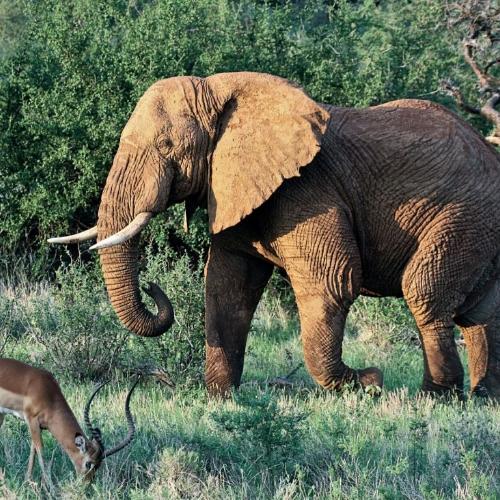  Skóra słoni z Parku Narodowego Tsavo West przybiera charakterystyczny rudawy odcień tutejszej ziemi. Olbrzymy lubią się w niej taplać po deszczu, bo taka maseczka chroni je przed pasożytami i słońcem. (Fot. Anna Janowska)
