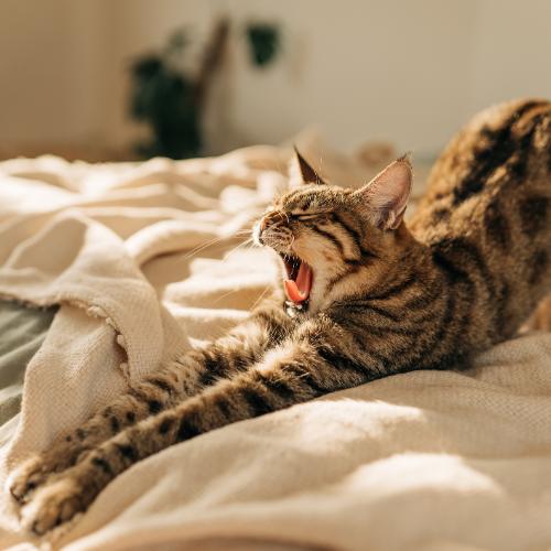( Co oznacza motyw kota we śnie? Fot. Kseniya Ovchinnikova/Getty Images)