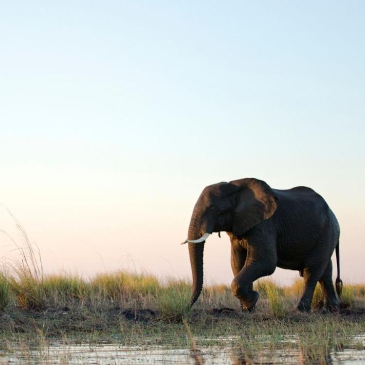 Słoń symbolizuje ogrom pracy, jakiej wymaga zmiana. (Fot. iStock)