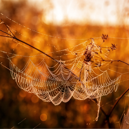 Co oznaczają sny o pająkach? (Fot. Oxana Medvedeva/Getty Images)