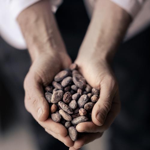 Ziarna kakao różnią się smakiem w zależności od gatunku, regionu świata, z którego pochodzą, sposobu fermentacji i suszenia. (Fot. Michał Leja)