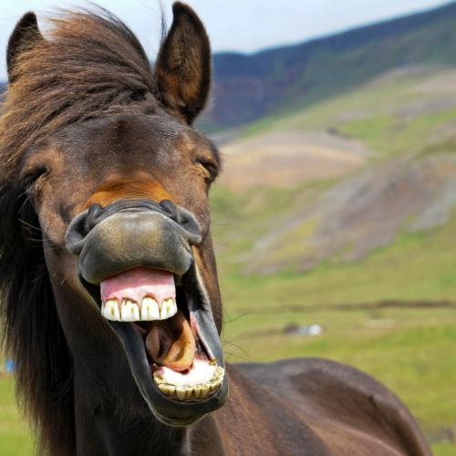 Nie tylko ludzie mają poczucie humoru. Zwierzęta też potrafią się śmiać, chociaż nie zawsze umiemy to odczytać. (fot. iStock)