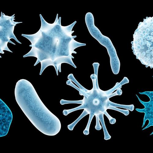 Wirus czy bakteria? Jakie mikroby najczęściej nas atakują? (Fot. iStock)