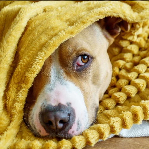 Co oznacza motyw psa we śnie? (Fot. Vera Vita/Getty Images)