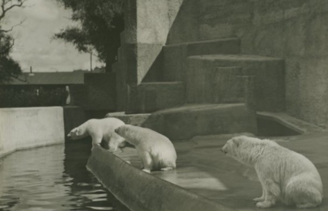 Niedźwiedzie na wybiegu w zoo, 1913 rok (Fot. materiały prasowe)