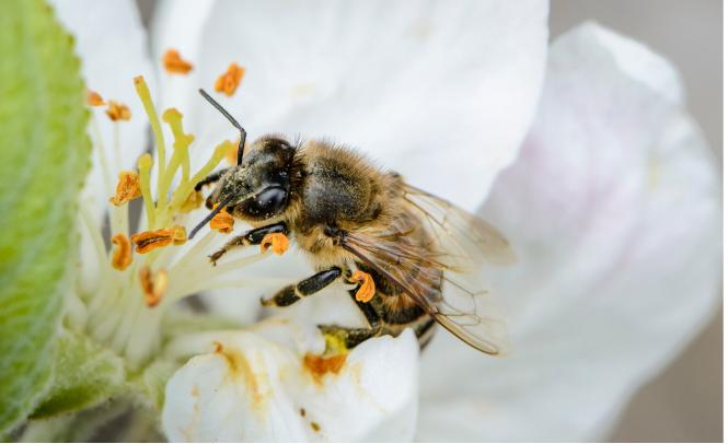 Masowe rolnictwo i zmiany klimatyczne zagrażają światowej populacji pszczół. (Fot. iStock)
