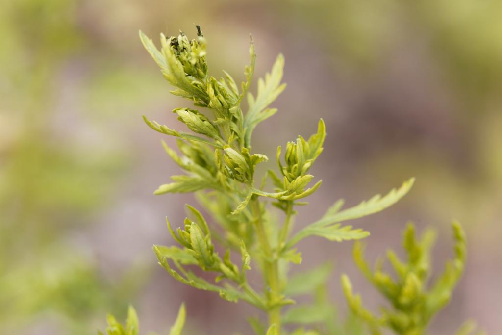 Liście rocznego piołunu, Artemisia annua (Fot. iStock)