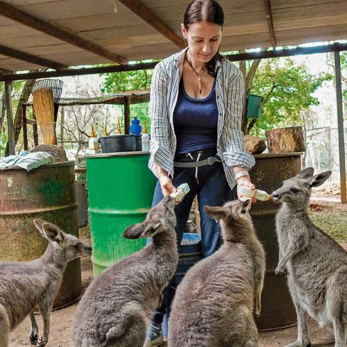 Przygotowywanie mleka dla osieroconych kangurów z ośrodka Kangaloola w Australii. (Fot. archiwum prywatne Małgorzaty Zdziechowskiej)