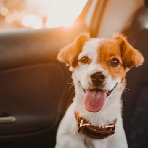 Psy w samochodzie też zapinamy specjalnymi pasami. (Fot. iStock)