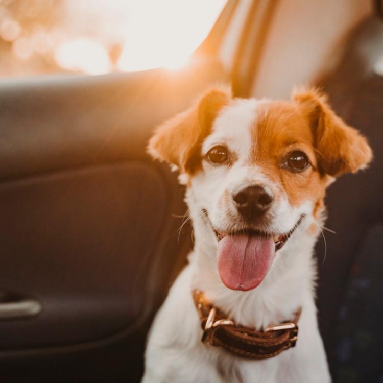 Psy w samochodzie też zapinamy specjalnymi pasami. (Fot. iStock)