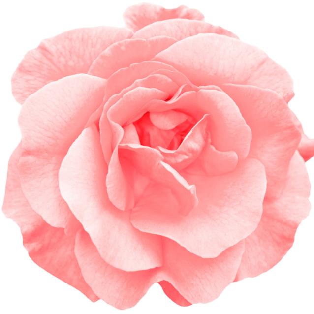 Róża uznawana jest za królową zapachów. To zdecydowanie najpopularniejszy i najczęściej stosowany kwiat w perfumach. (Fot. iStock)