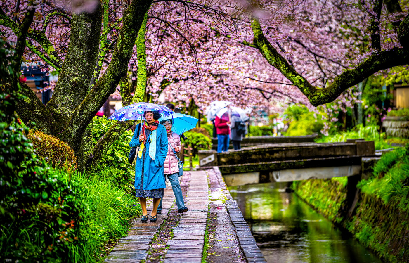 Piękno wiśni jest naprawdę ulotne, japońskie wiśnie kwitną tylko przez kilka dni. (Fot. iStock)
