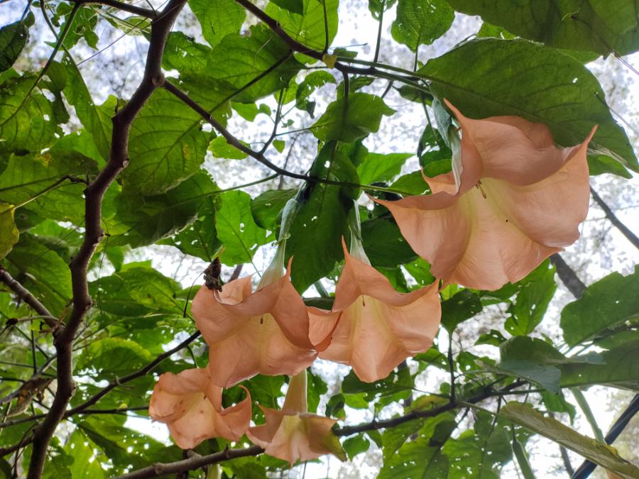 Brugmansja to jedna z ulubionych roślin księżnej Jane Percy. (Fot. iStock)