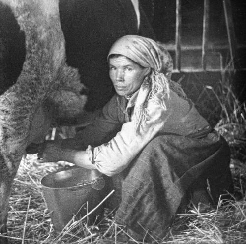 Kobieta dojąca krowę w oborze we wsi Rząśnik (1935). (Fot. Ze zbiorów NAC)