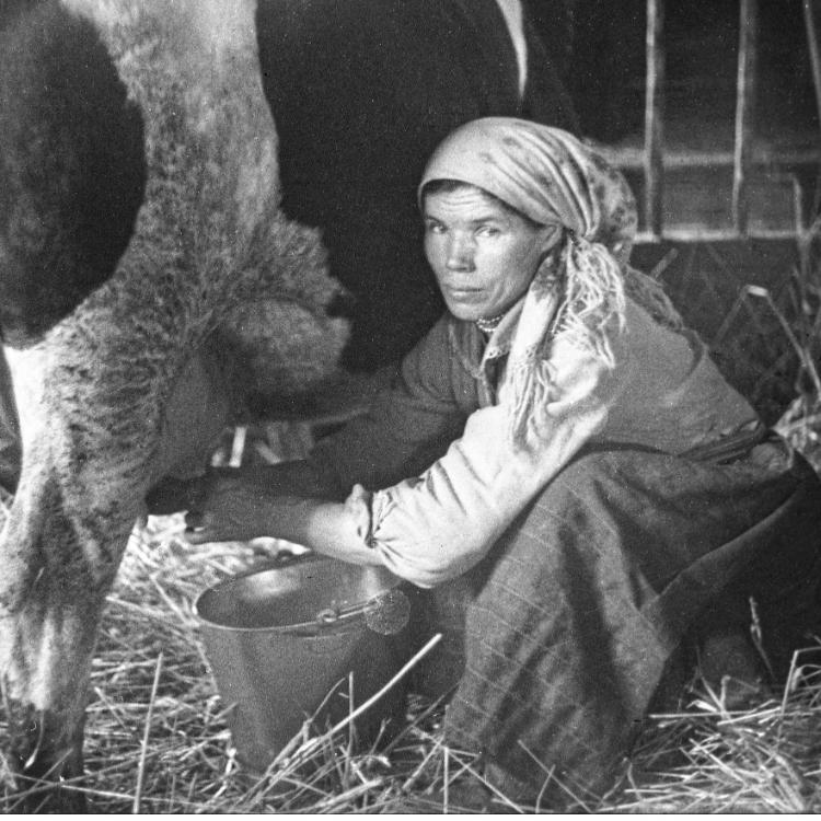 Kobieta dojąca krowę w oborze we wsi Rząśnik (1935). (Fot. Ze zbiorów NAC)