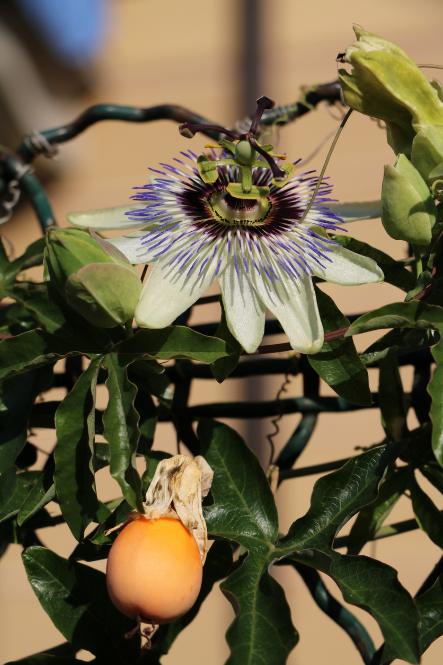 Kwiat i owoc marakui (fot. iStock)