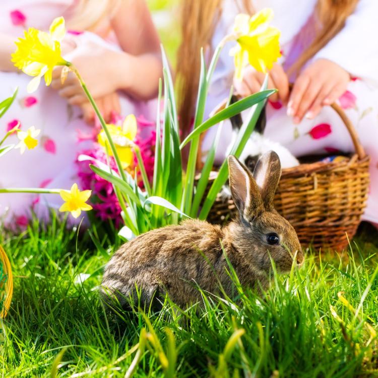 25906603 - living easter bunny with eggs in a basket on a meadow in spring, children in the background