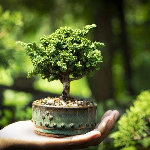 Wbrew pozorom to nie wiek bonsai decyduje o jego  wartości, lecz czas kształtowania i prowadzenia okazu. (Fot. Getty Images)