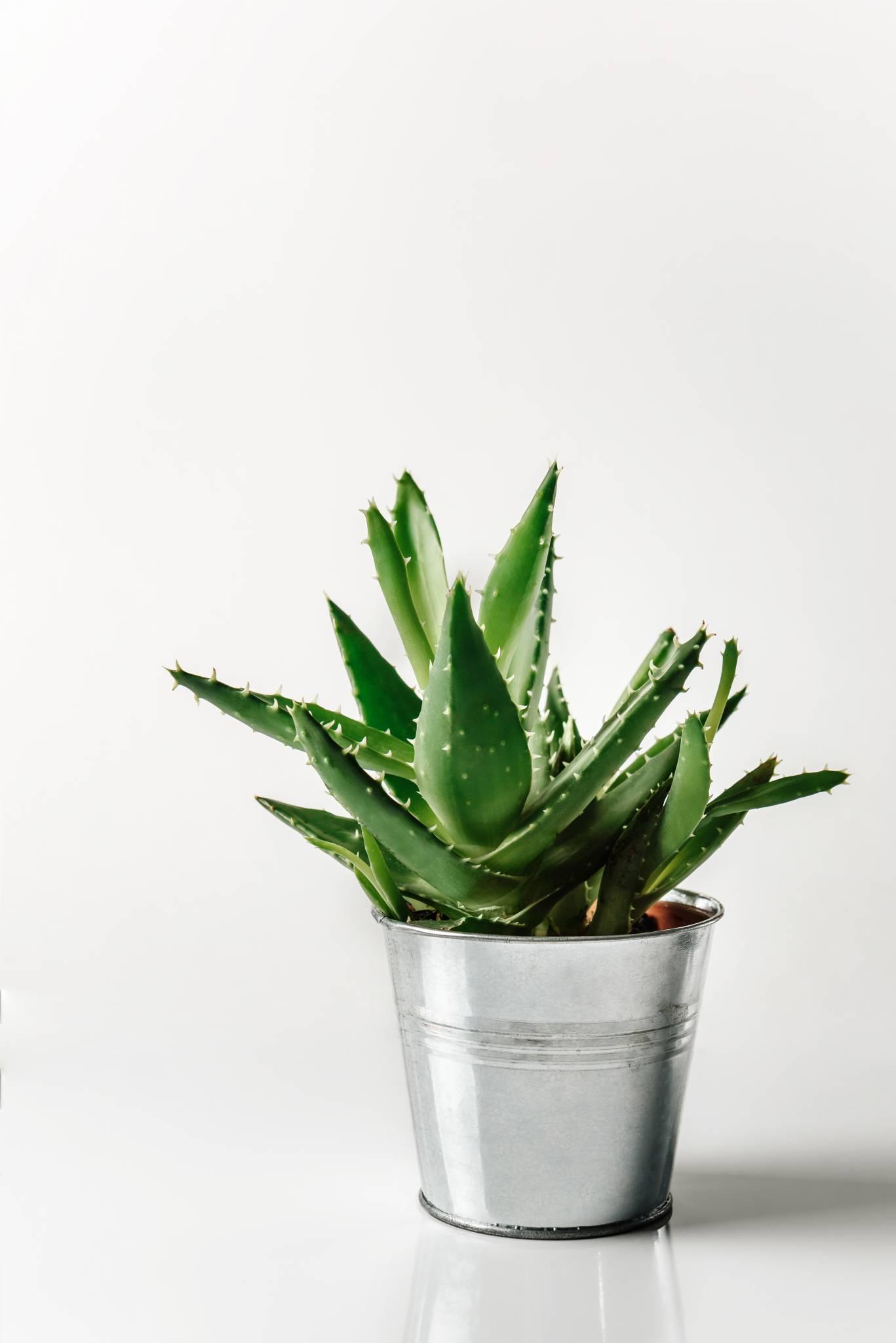  Aloes (fot. iStock)