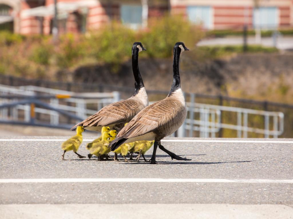 Gęsi kanadyjskie na spacerze. Wychowanie dzieci jest na tyle dużym wysiłkiem, że być może właśnie dlatego większość ptaków decyduje się na życie parach. (Fot. iStock)
