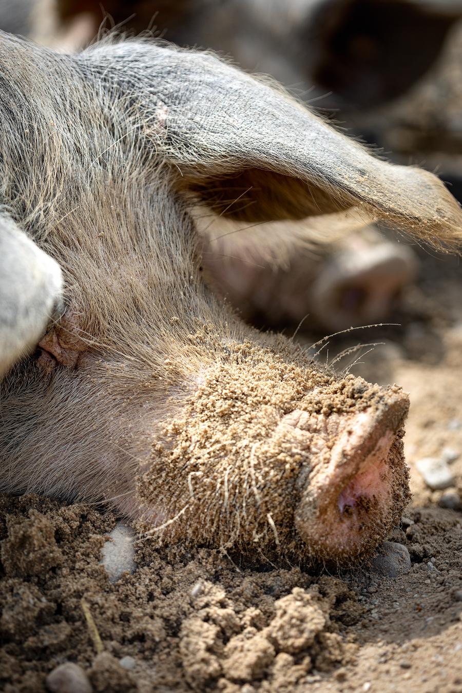 Świnie lubią porządnie wytaplać się w błocie, ale nie dlatego, że są brudasami. W ten sposób się chłodzą. (Fot. proksaphotography.com)