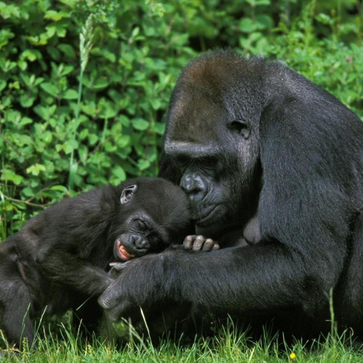 Wśród uwzględnionych w LPI (Living Planet Index – Wskaźnik Żyjącej Planety) zagrożonych gatunków znajduje się między innymi wschodni goryl nizinny, którego szacowana liczebność populacji w Parku Narodowym Kahuzi-Biega w Demokratycznej Republice Konga zmniejszyła się w okresie 1994–2015 o 87%, głównie za sprawą nielegalnych polowań. (fot. iStock)