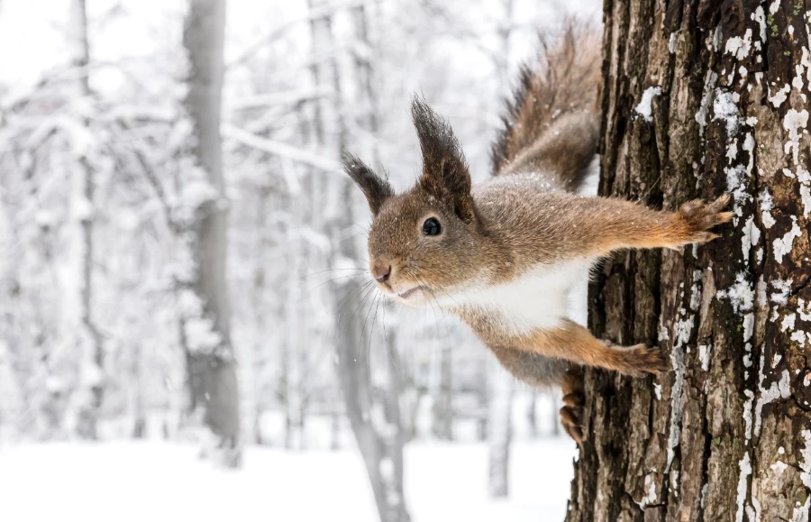 Przygotowania zwierząt do zimy – jak radzą sobie zwierzęta leśne zimą? (Fot. Mr_Twister/Getty Images)