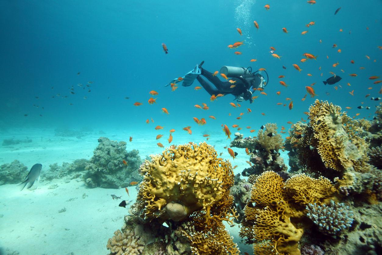 Rafa koralowa na terenie Parku Narodowego Ras Mohammed (Fot. iStock)