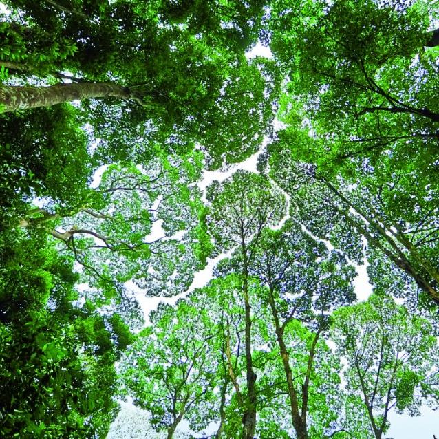 Kontakt z drzewem, dotykanie jego kory, działa na organizm człowieka relaksująco. (Fot. Getty Images)
