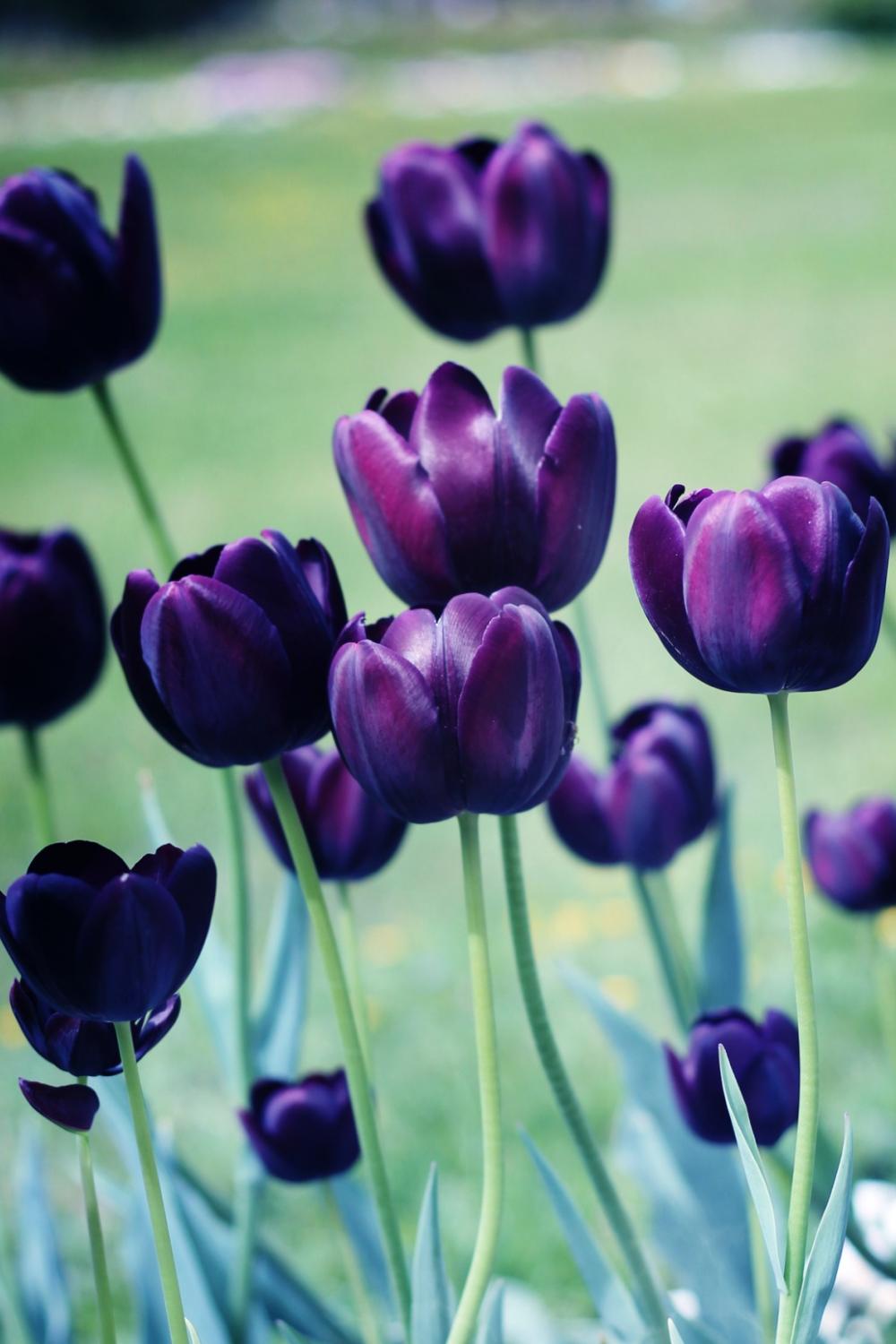 czarny-tulipan