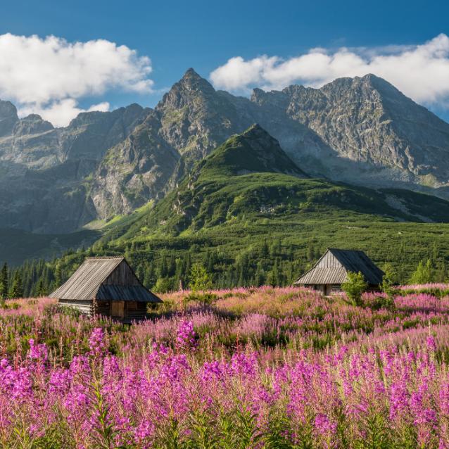 Na przełomie lipca i sierpnia w Tatrach kwitnie Wierzbówka, która tworzy przepiękne, różowe dywany. (Fot. iStock)