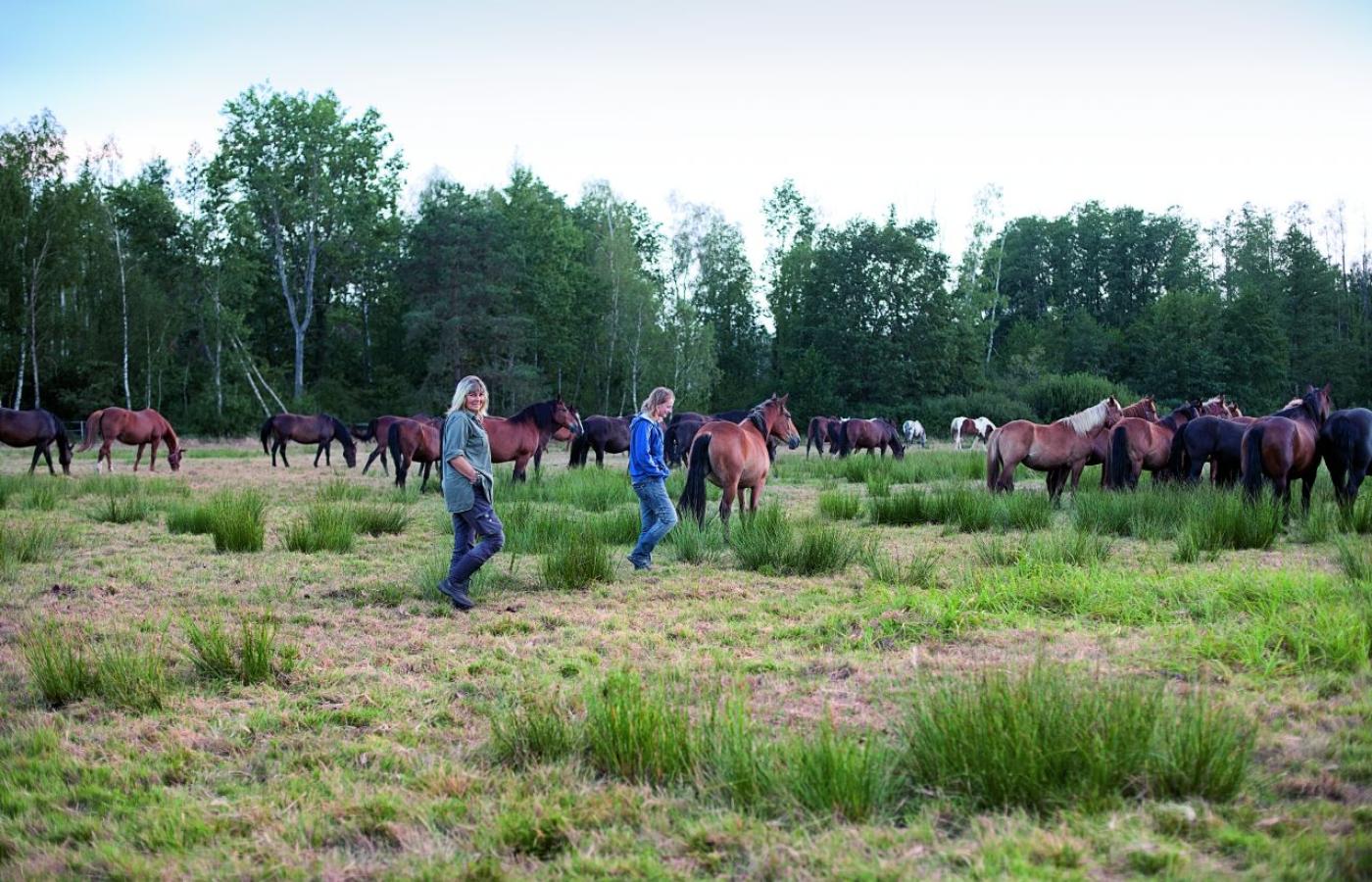 Na łąkach pod Nieszkowicami konie Fundacji „Tara” spędzają spokojnie czas od wiosny do jesieni. (Fot. Agnieszka Rodowicz)