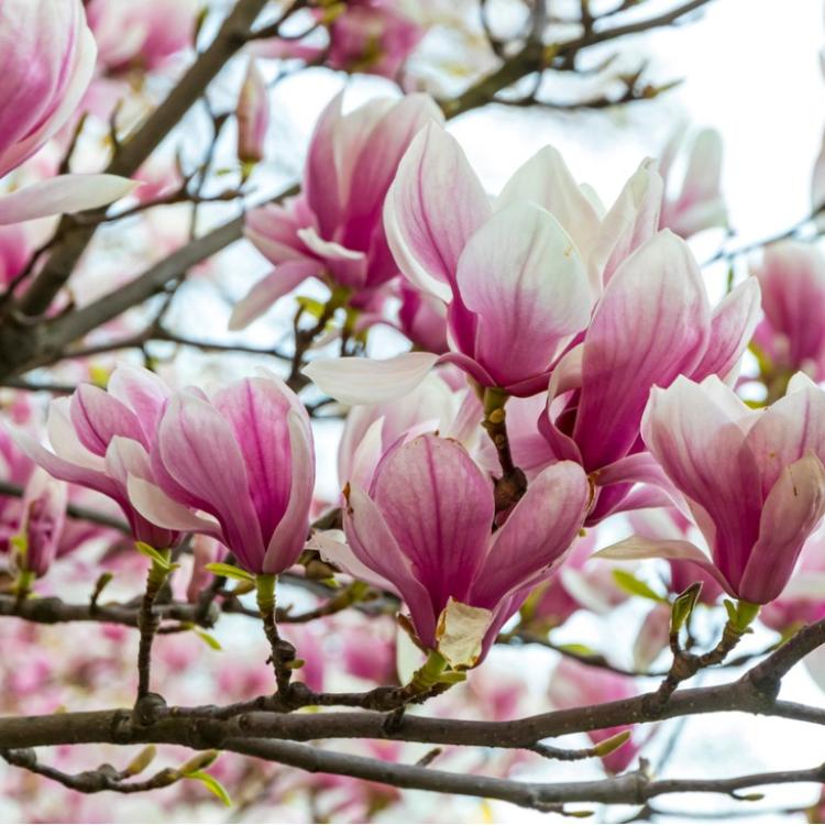 Magnolia – królowa wiosny (Fot. iStock)