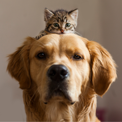 PiESEL miałby być centralnym rejestrem psów i kotów. (Fot. Burak Kiliç/Getty Images)