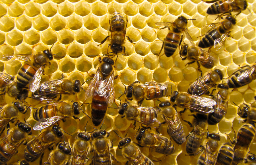Bez produktywnej monarchini cała rodzina byłaby skazana na zagładę. Zatem gdy pszczoły uznają, że matka składa za mało jajeczek, natychmiast zaczynają wychowywać następczynię. (Fot. iStock)