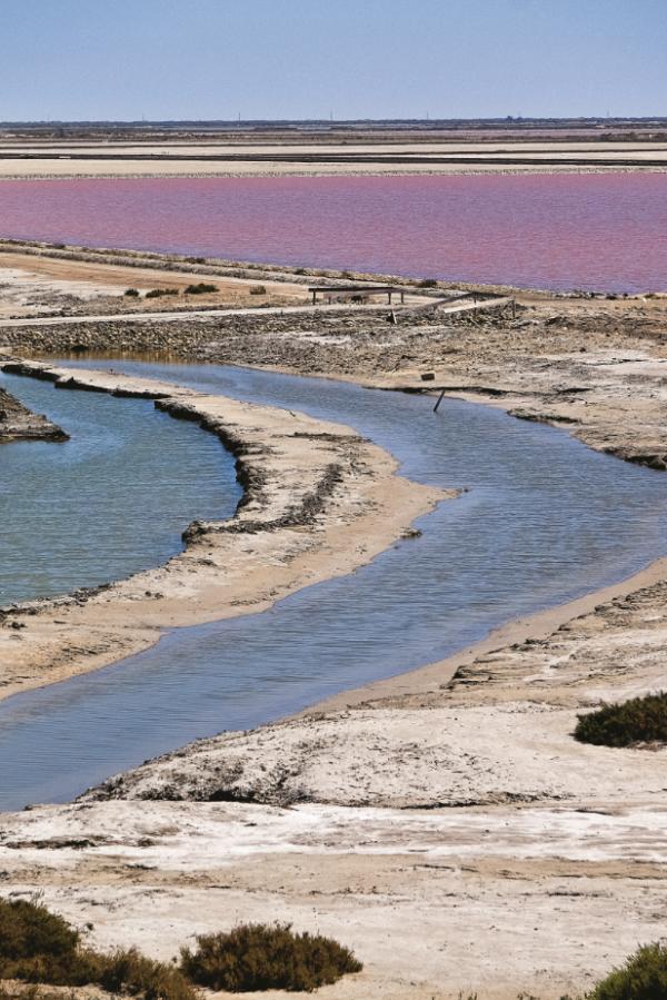  Różowy kolor saliny zawdzięczają słonolubnym mikroalgom. Im bardziej zasolona woda, tym kolor różu intensywniejszy. (Fot. Anna Janowska)