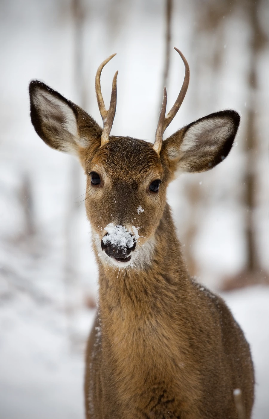 Przygotowania zwierząt do zimy – jak radzą sobie zwierzęta leśne zimą? (Fot. Malcolm MacGregor/Getty Images)