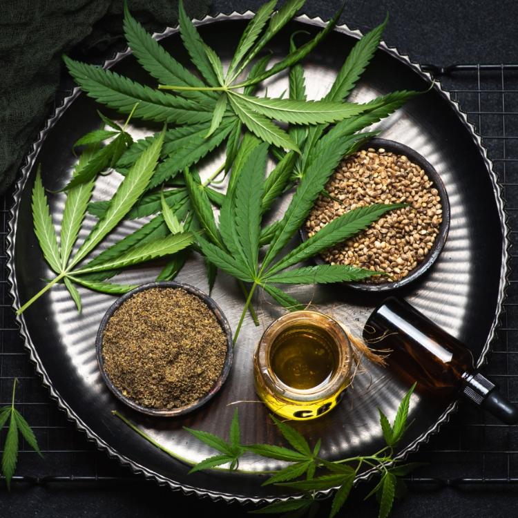 Konopie siewne, łac. <em>Cannabis sativa</em> (Fot. iStock)