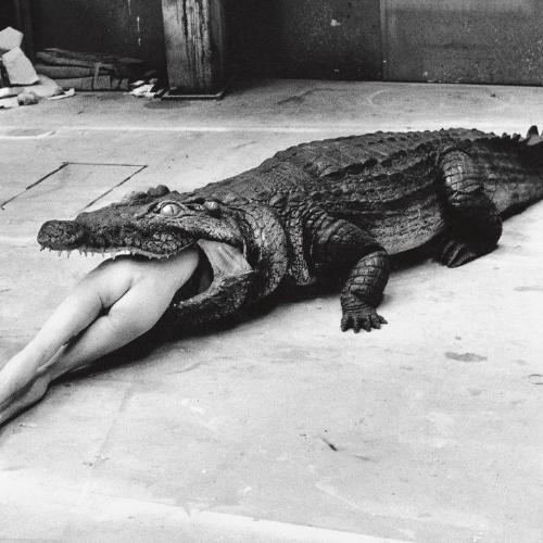 „Crocodile Eating Ballerina”, Wuppertal (1983) (Fot. materiały prasowe/Helmut Newton Estate)
