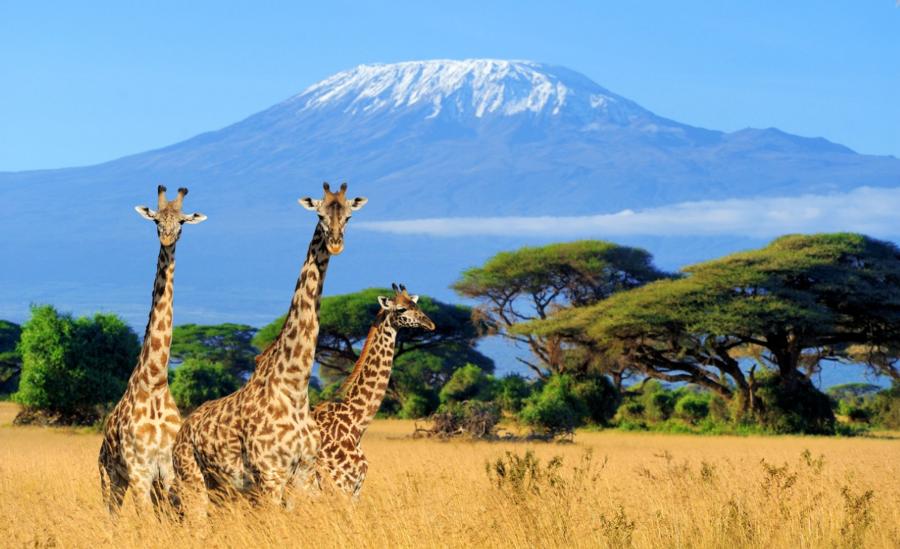  Narodowy Park w Kenii, Afryka (fot. iStock)