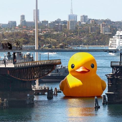 Sydney Festival (2013). „Gumowa kaczka” Florentijna Hofmana w zatoce Darling. (Fot. Getty Images)