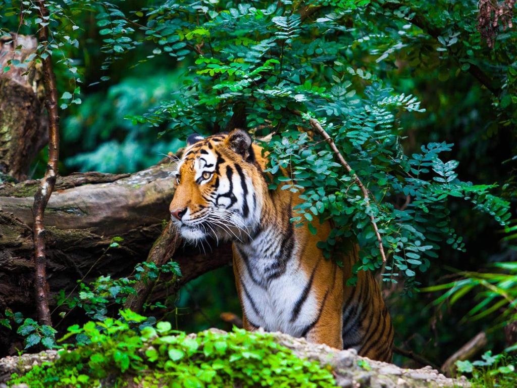  W wyniku nieodpowiedzialnej, rabunkowej gospodarki człowieka, liczba tygrysów żyjących na wolności spadła o ponad 95%. (fot. iStock)