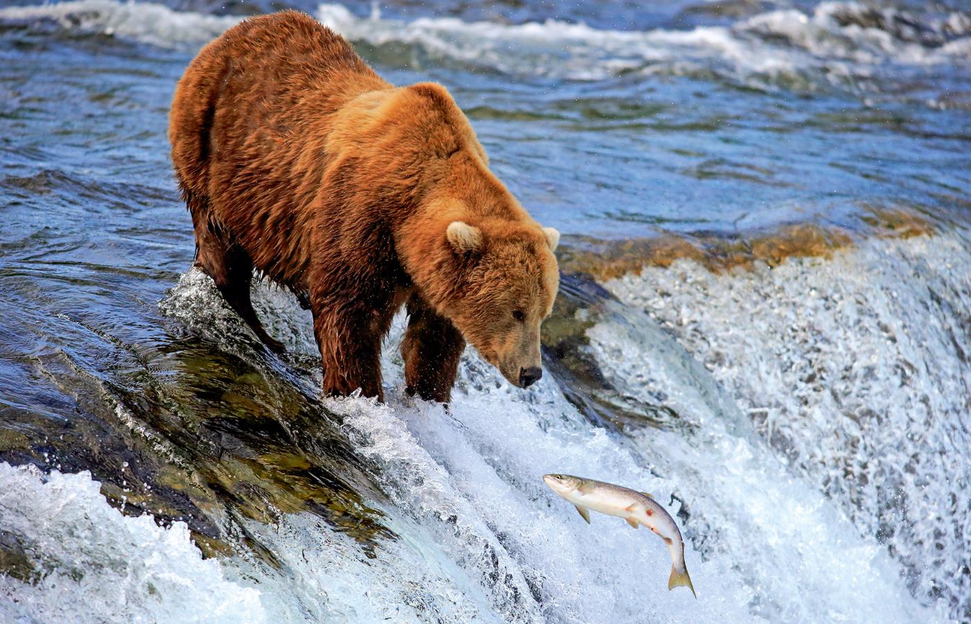 Niedźwiedzia uczta na rzece Brooks w Parku Narodowym Katmai. (Fot. Getty Images)