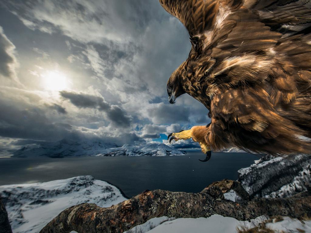  Audun Rikardsen, Norwegia. Drugie miejsce w kategorii Ptaki (Fot. Audun Rikardsen/NPOTY 2019)