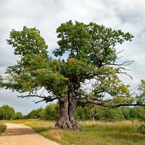 Ma 400 lat, rośnie na Podlasiu i został uznany za Europejskie Drzewo Roku – dostał 179 317 głosów! Jest dostojny i przepiękny. Dąb Dunin, Puszcza Białowieska (Fot. Tomasz Kamiński)