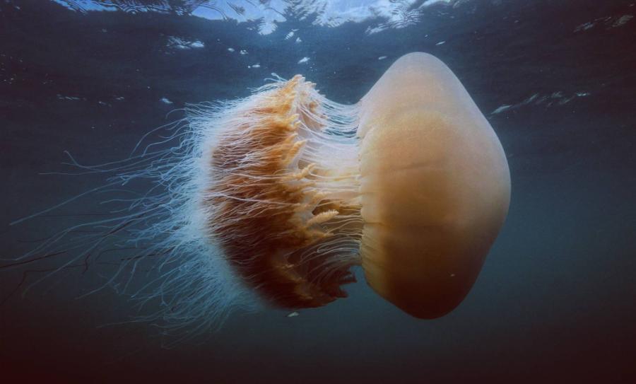  Kadr z filmu „Skarby oceanu”. (Fot. materiały prasowe National Geographic Wild)