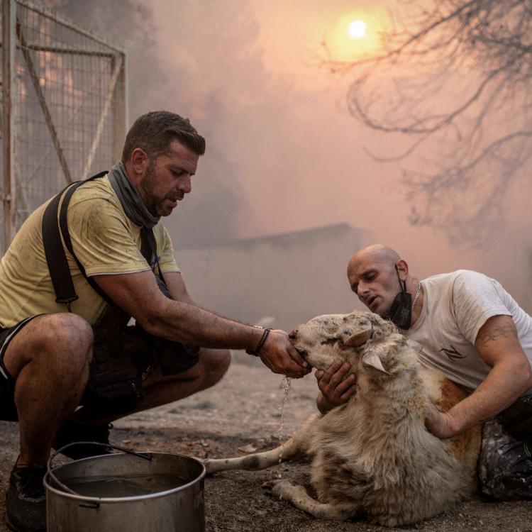 Wolontariusze dają wodę owcy uratowanej z płonącej farmy podczas pożaru, który szaleje we wsi Hasia niedaleko Aten w Grecji, sierpień 2023 (Fot. Alkis Konstantinidis/Reuters/Forum)