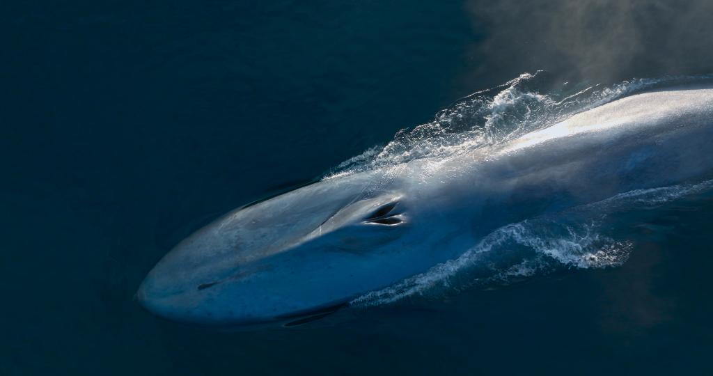 Kadr z filmu „Pieśni wielorybów” (Fot. Against Gravity/materiały prasowe)