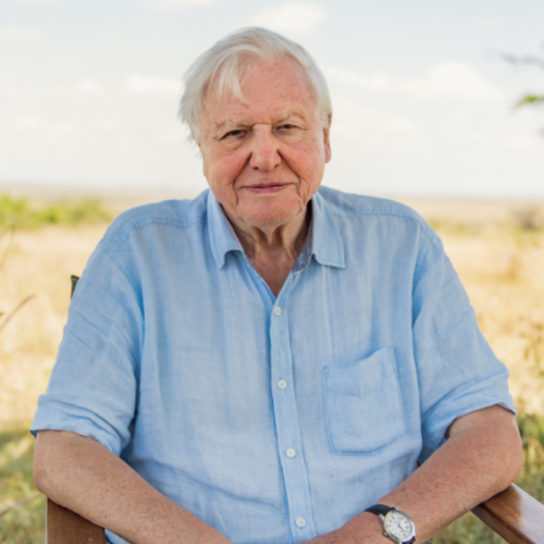 W dokumencie „David Attenborough: Życie na naszej planecie” legendarny brytyjski biolog, popularyzator wiedzy przyrodniczej i podróżnik, opowiada o ewolucji życia na Ziemi, ubolewając nad zanikiem dzikiej przyrody. (Fot. materiały prasowe Netflix) 