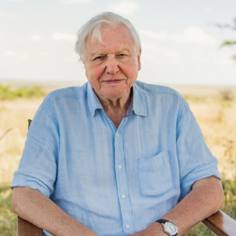 W dokumencie „David Attenborough: Życie na naszej planecie” legendarny brytyjski biolog, popularyzator wiedzy przyrodniczej i podróżnik, opowiada o ewolucji życia na Ziemi, ubolewając nad zanikiem dzikiej przyrody. (Fot. materiały prasowe Netflix) 